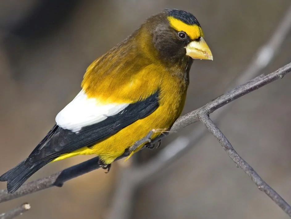 Male Evening Grosbeak, Coccothraustes vespertinus, in tree