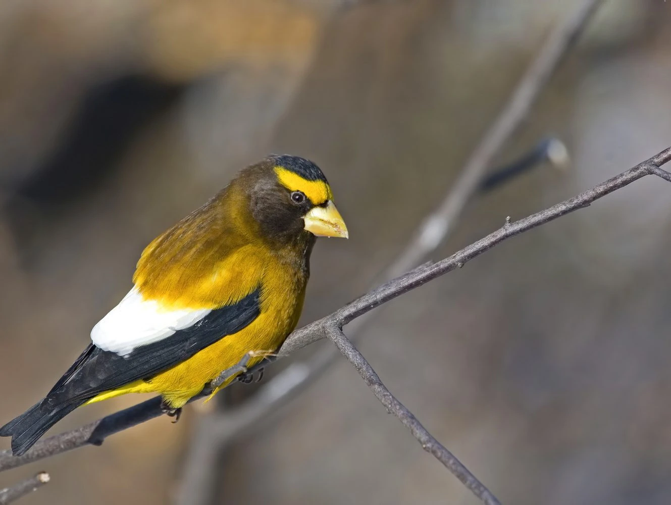 Male Evening Grosbeak, Coccothraustes vespertinus, in tree