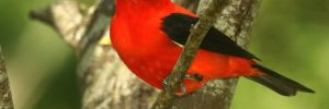 Scarlet Tanager