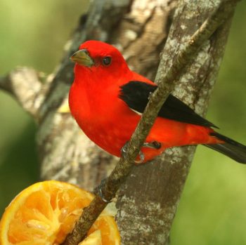 Scarlet Tanager