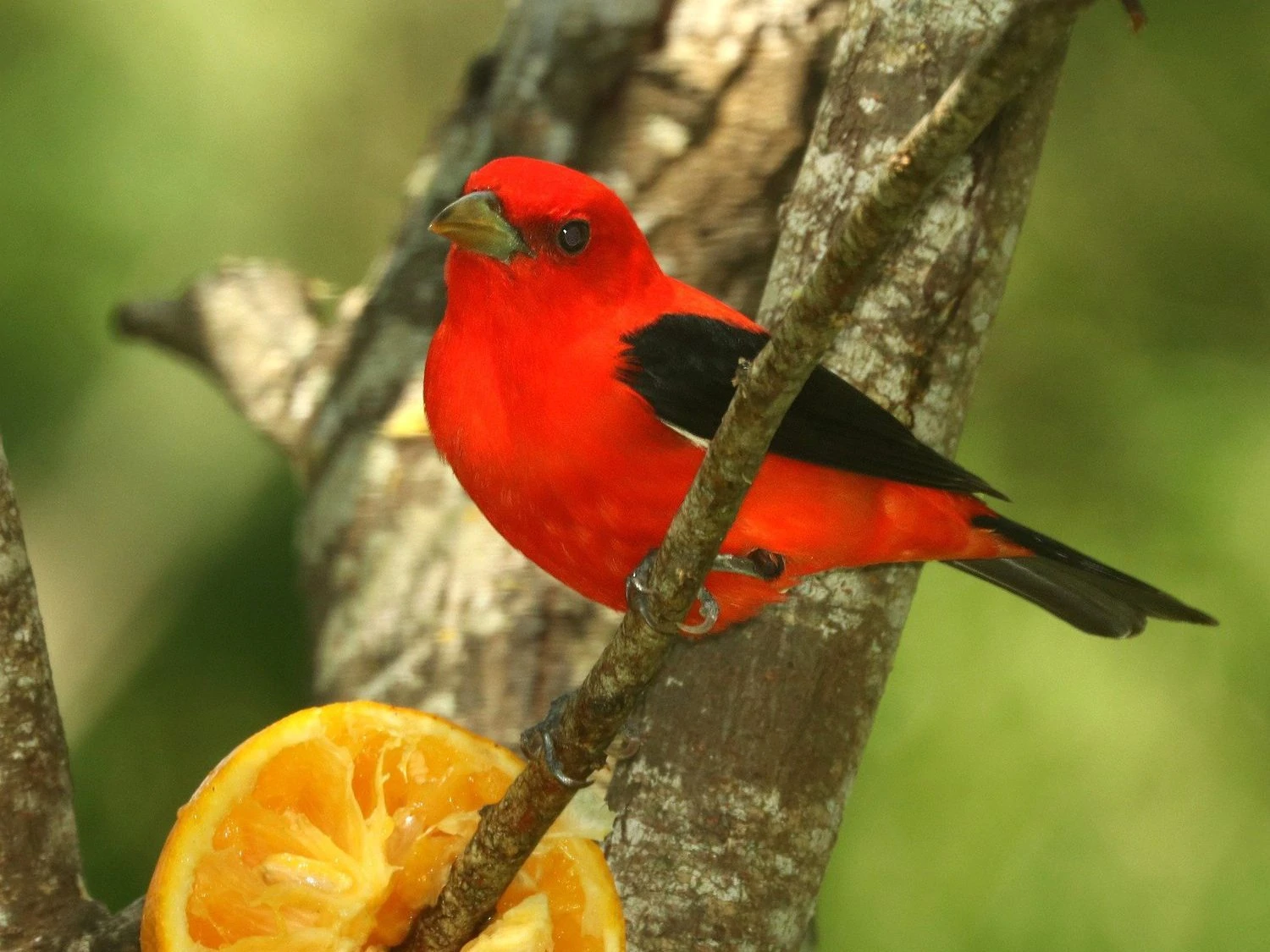 Scarlet tanager