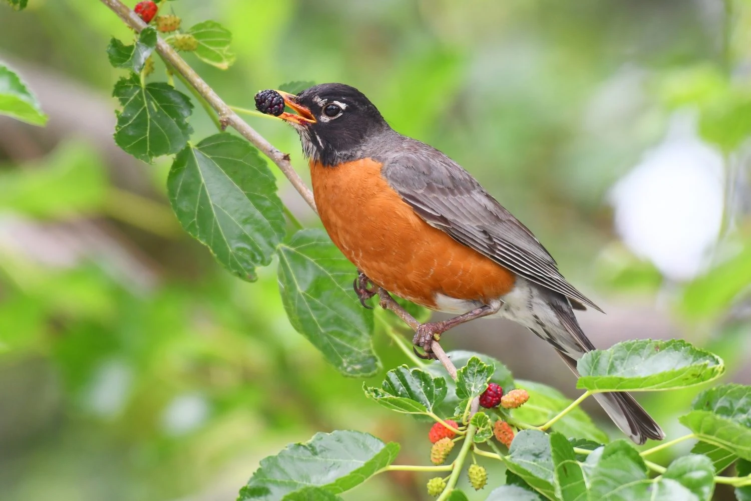 American Robin eating fruit