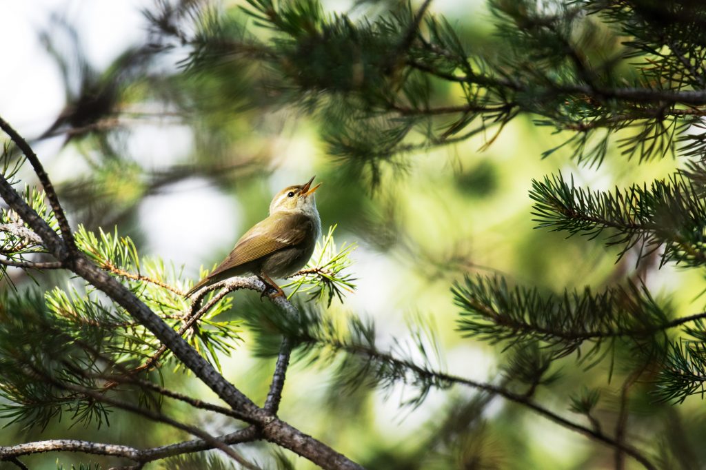 Arctic Warbler