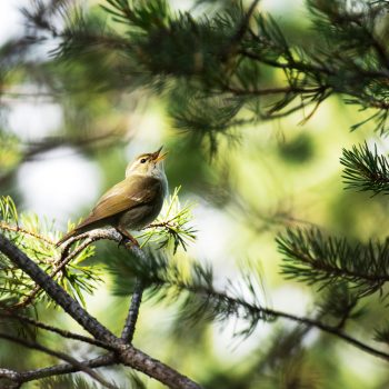 Arctic Warbler