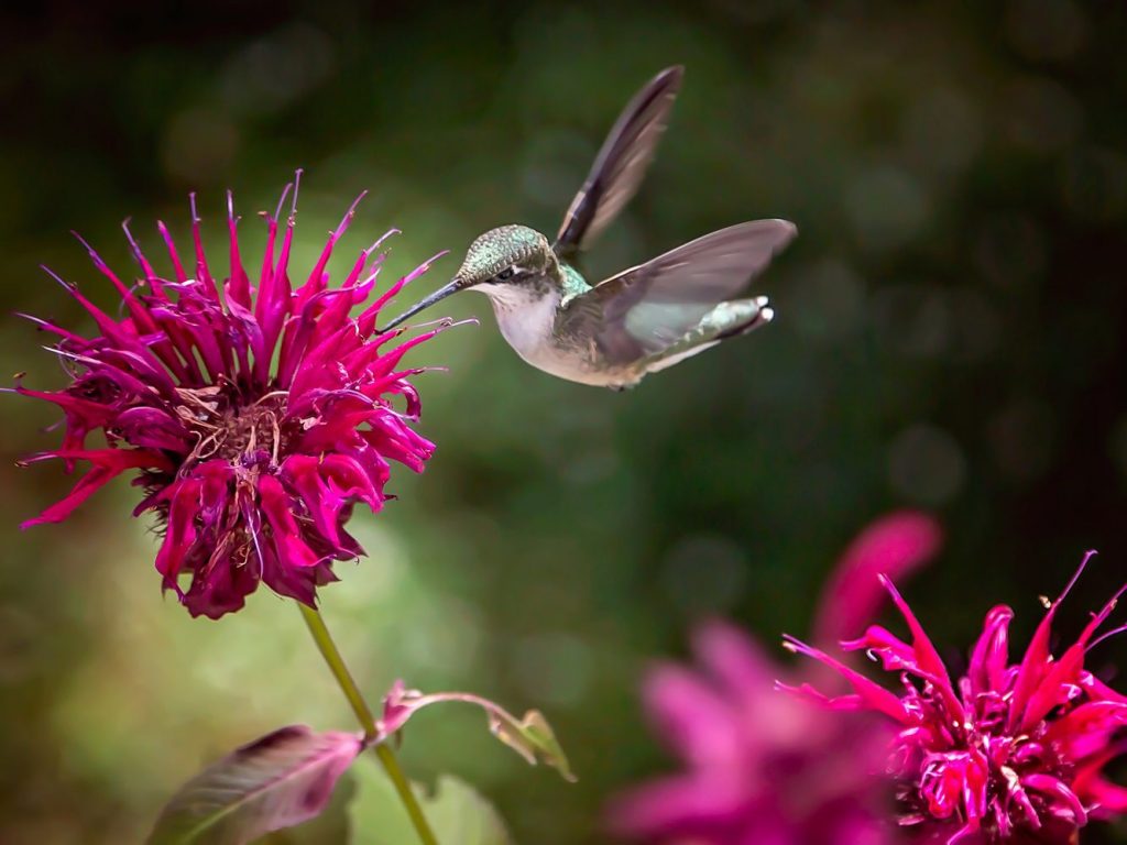 58 Hummingbird Plants Arizona (By Region)