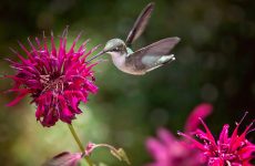 38 Hummingbird Flowers For Zone 4