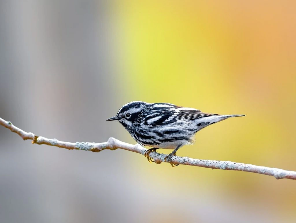 Black and white Warbler male