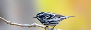17 Gray Birds in Iowa (ID, Photos)