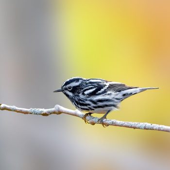 Black-and-white Warbler