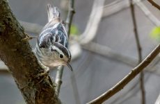 14 Gray Birds in New York (ID, Photos)
