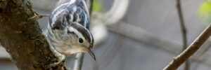 14 Gray Birds in New York (ID, Photos)