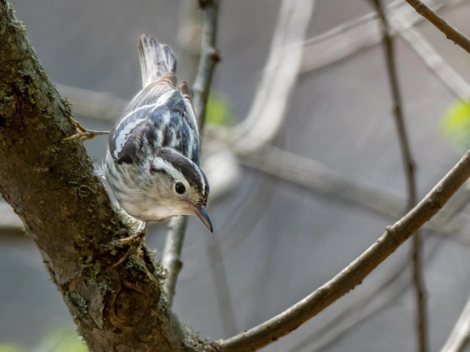 Black and white warbler famle