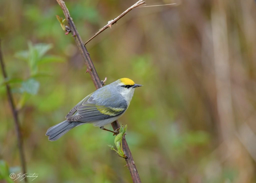 Brewsters warbler cc