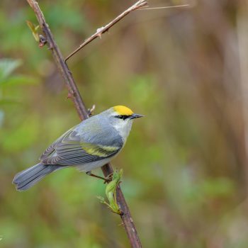 Brewster’s Warbler