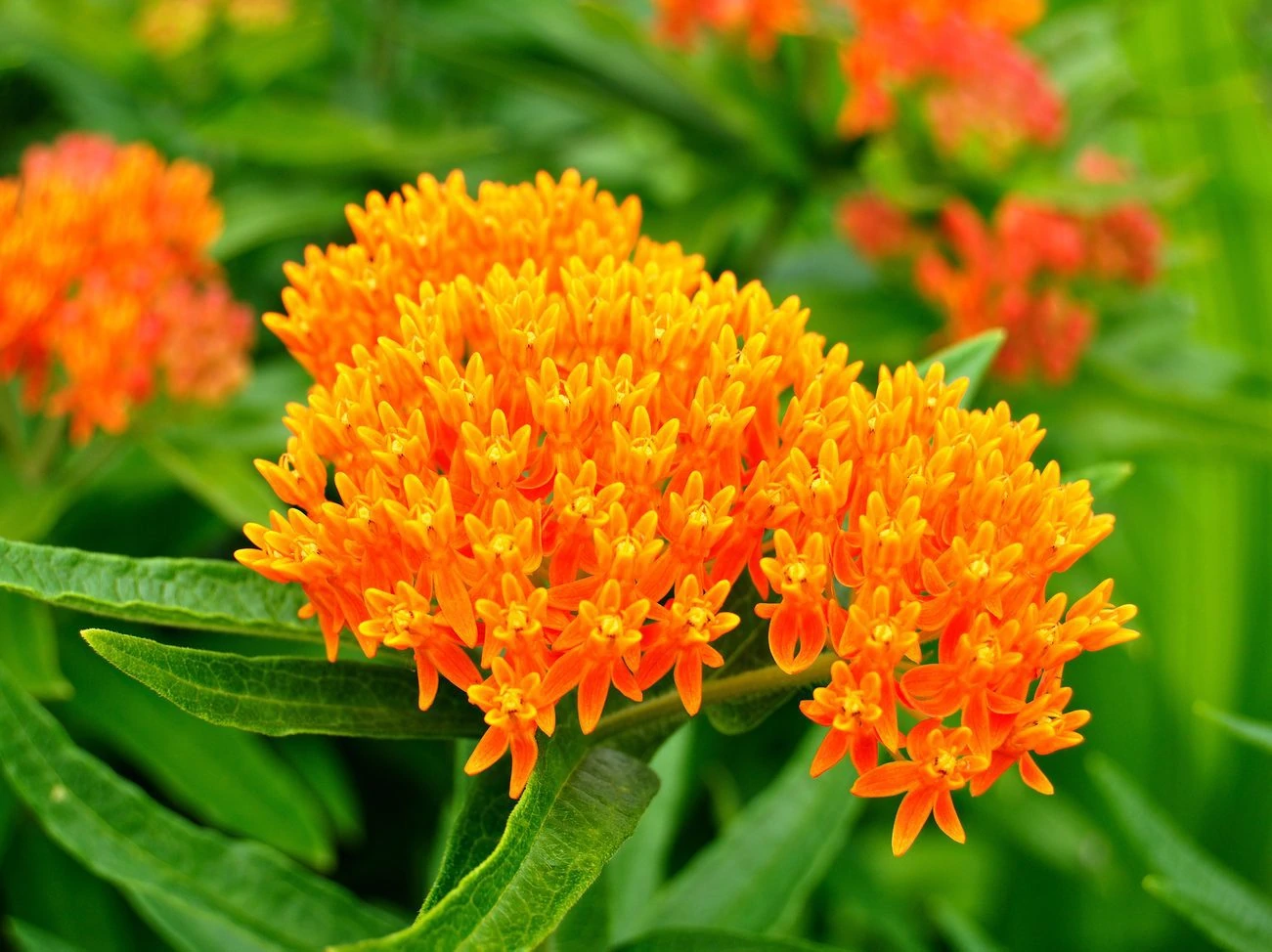 Butterfly Weed (Asclepias tuberosa) Milkweed Wildflower