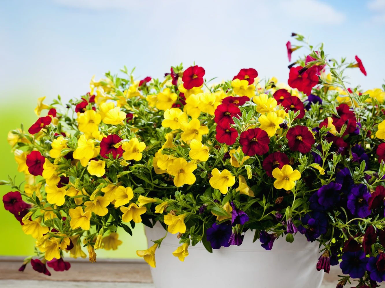 Calibrachoa, million bells