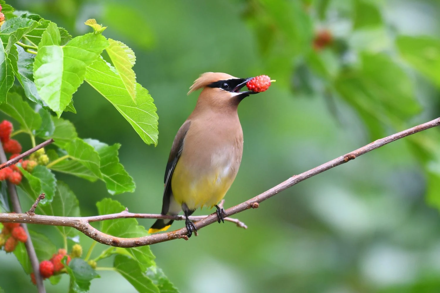 Cedar Waxwing eating mulberry fruit