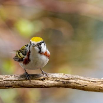 Chestnut-sided Warbler