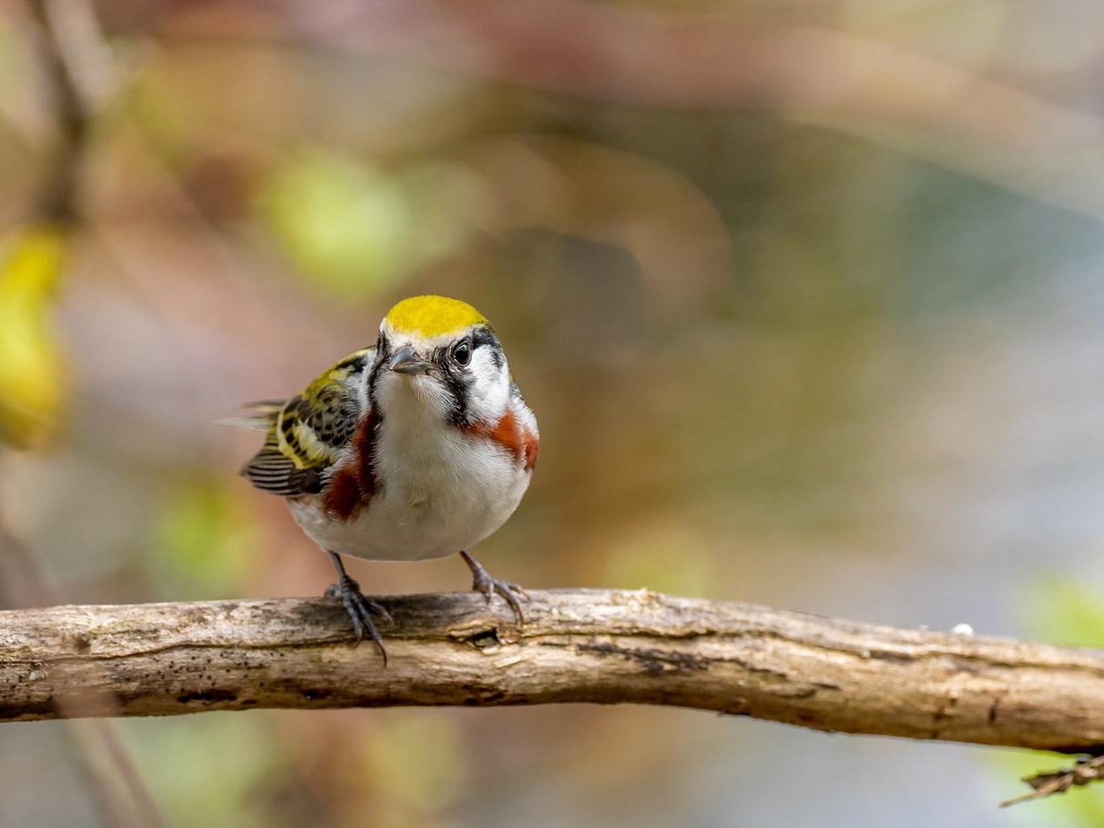 Chestnut sided warbler male