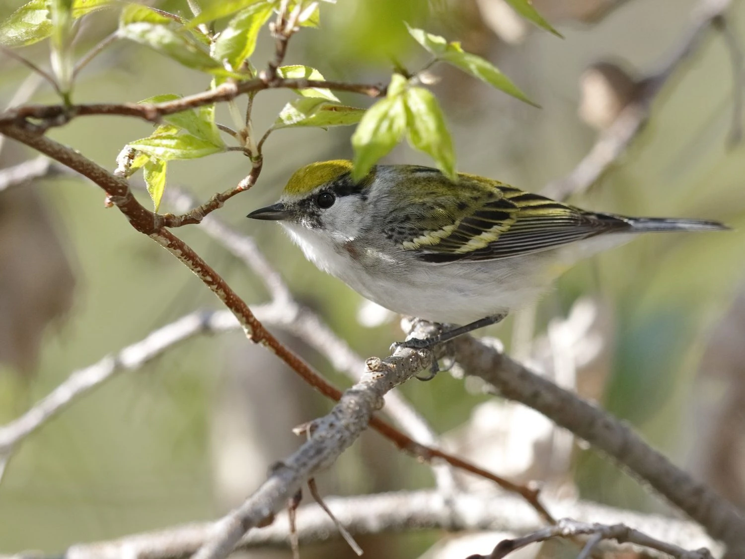 chestnut sided warbler female