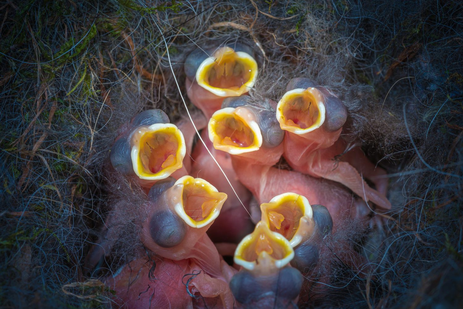 chickadee chicks in nest