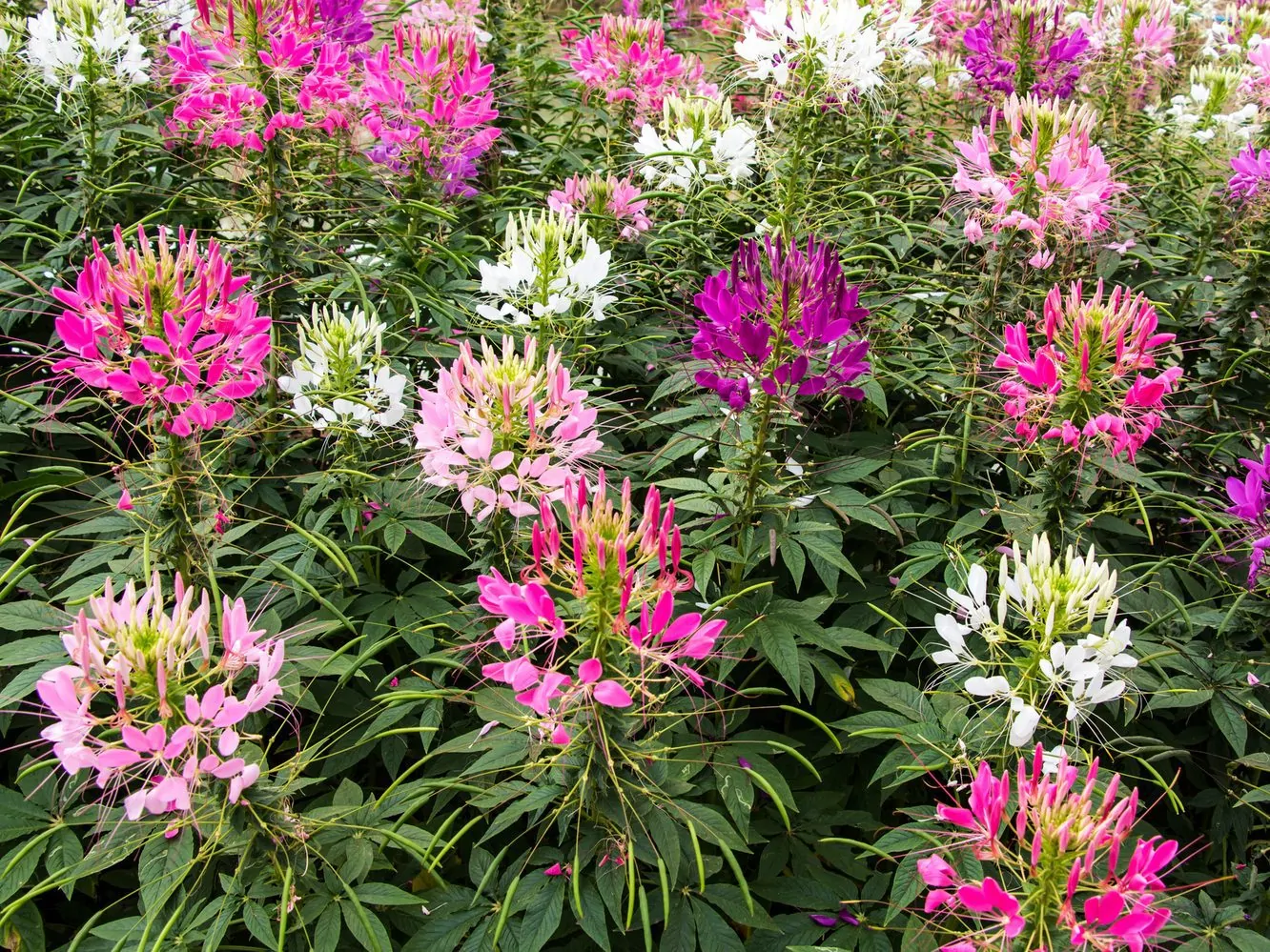 Cleome