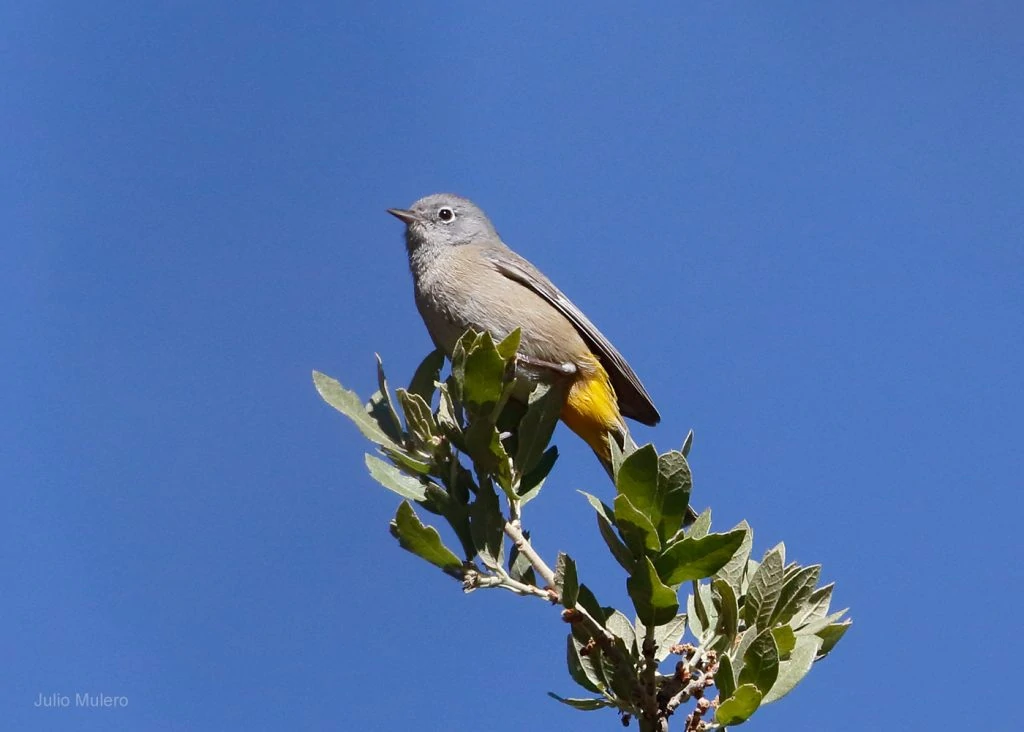 Colima Warbler