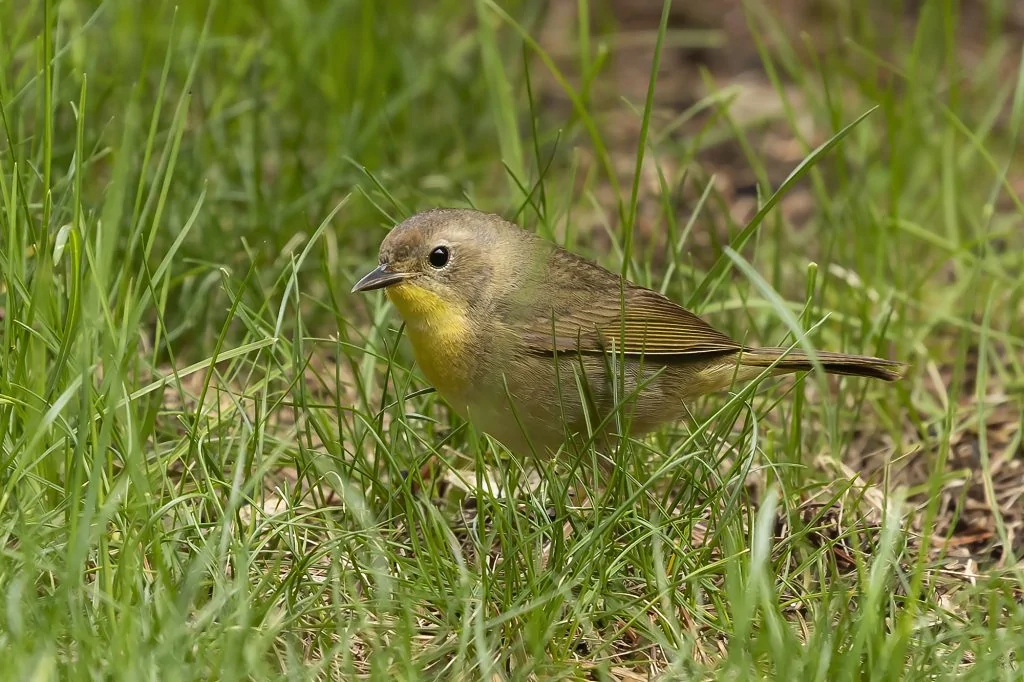 Common Yellowthroat female