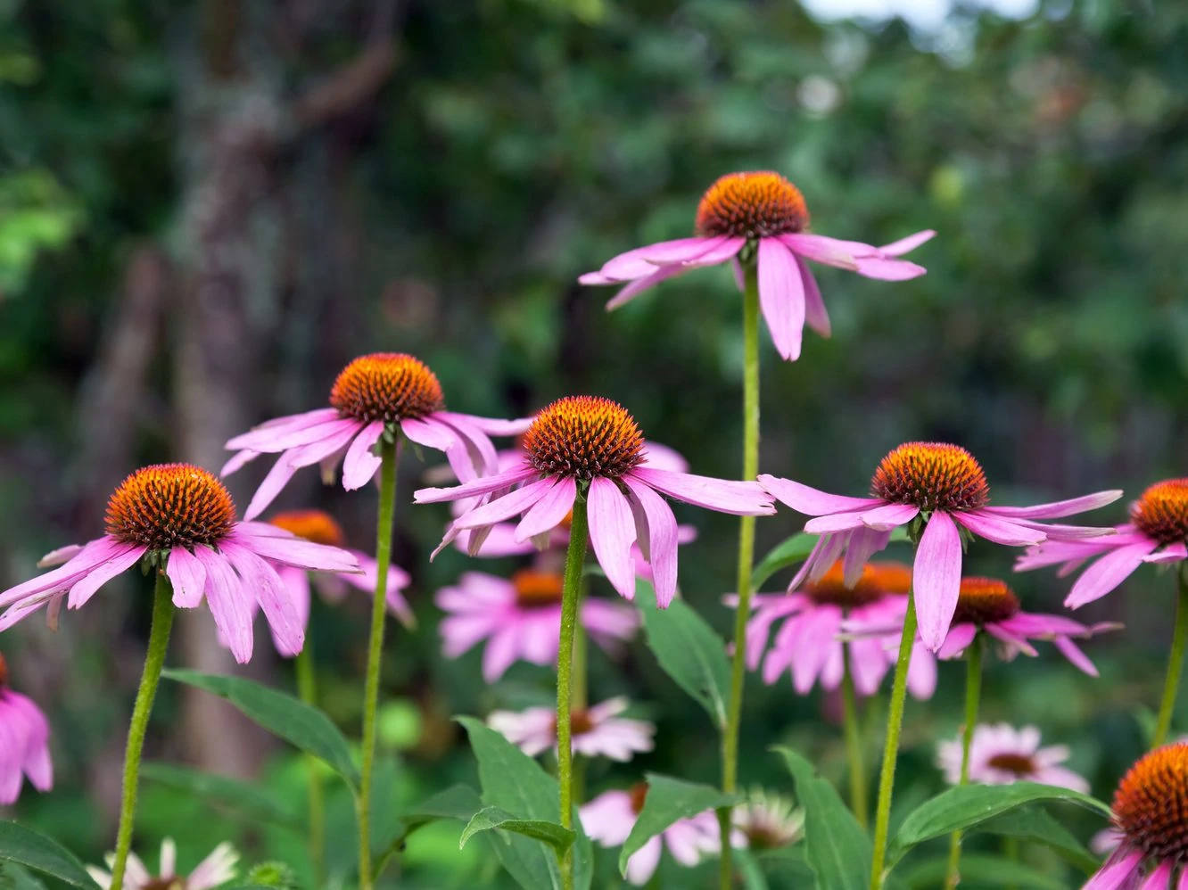 Pink Echinacea flowers or cone flowers