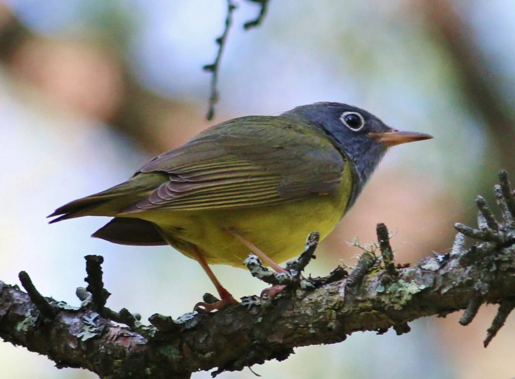 Connecticut Warbler