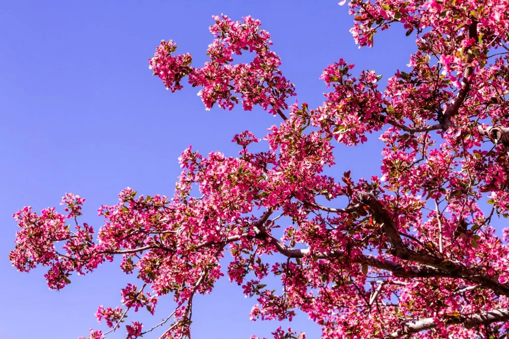 Crab Apple Trees