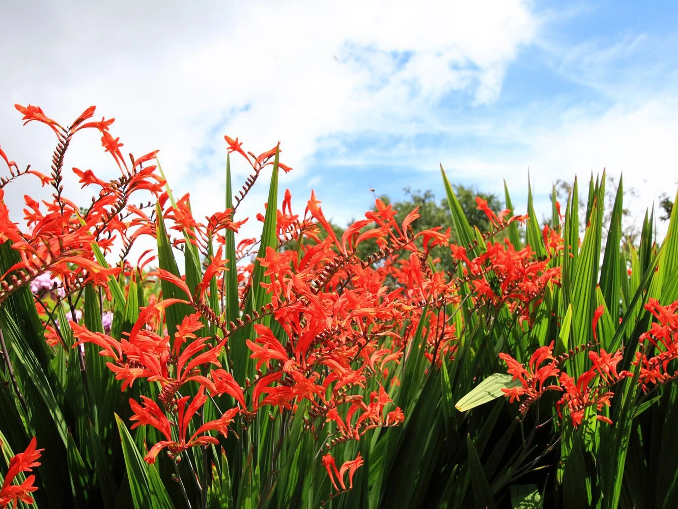 Crocosmia 'Lucifer'