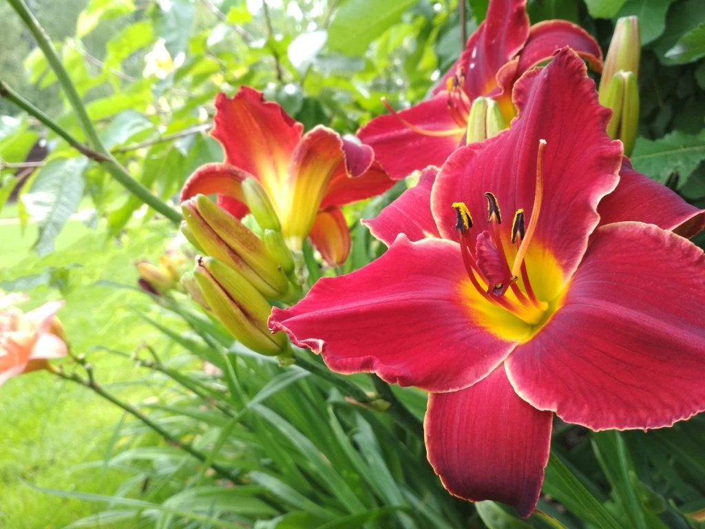 Day lily