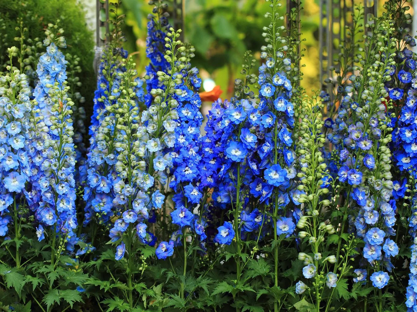 delphinium