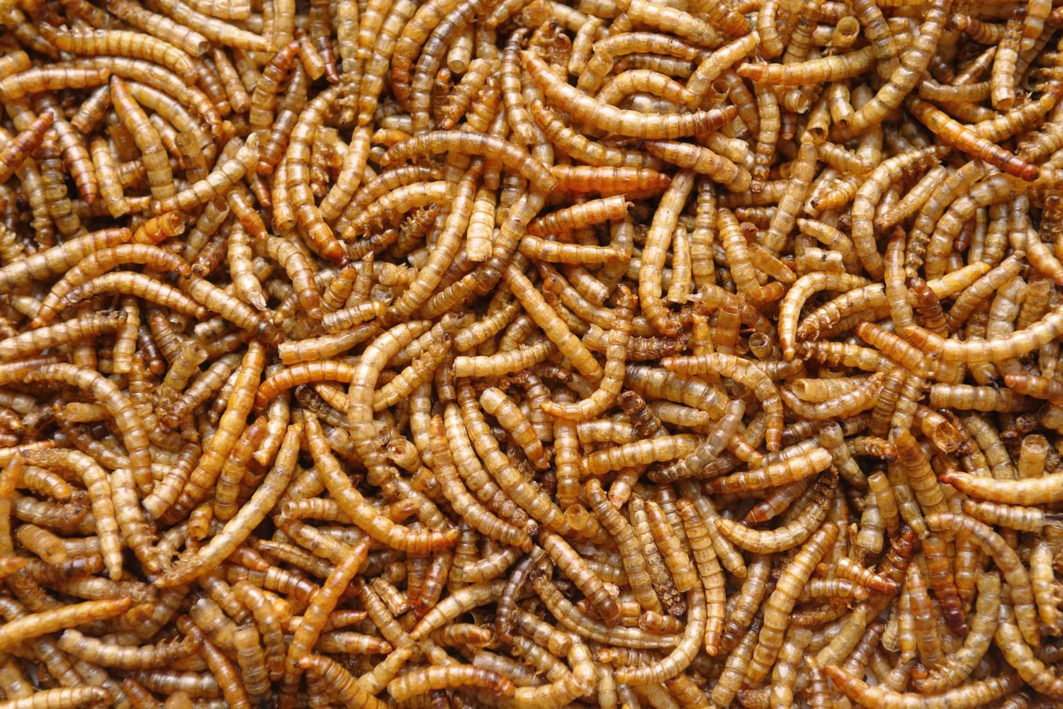 mealworms