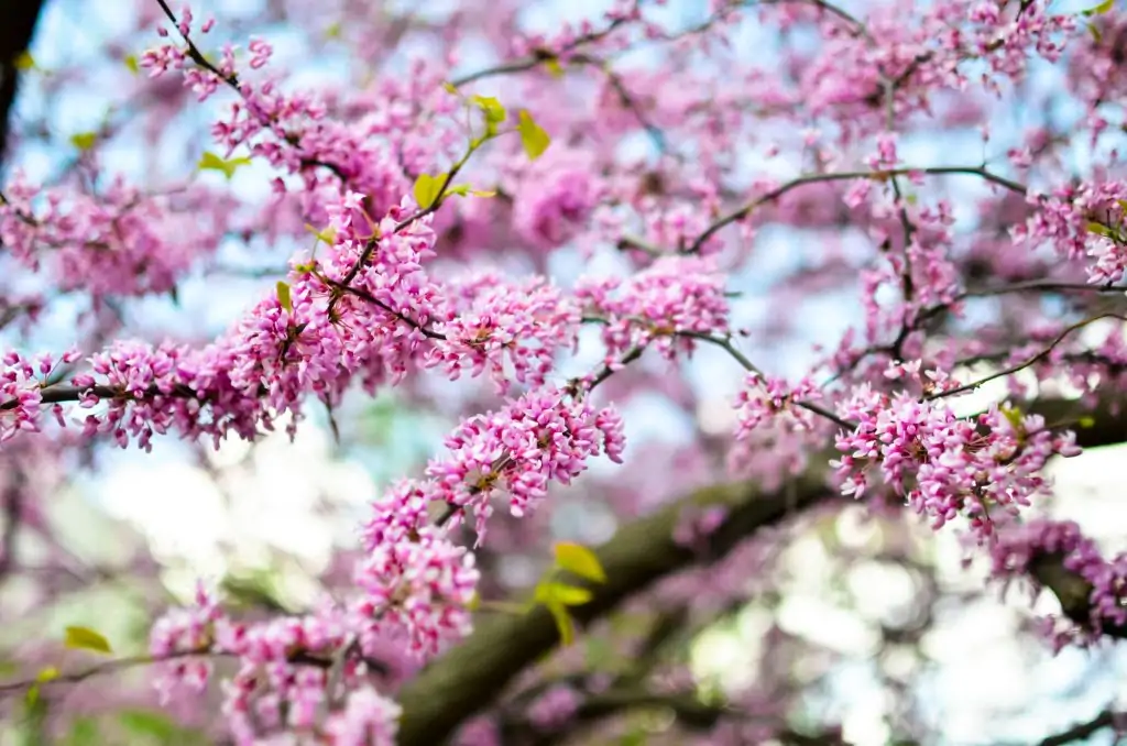 Cercis Canadensis or Eastern Redbud