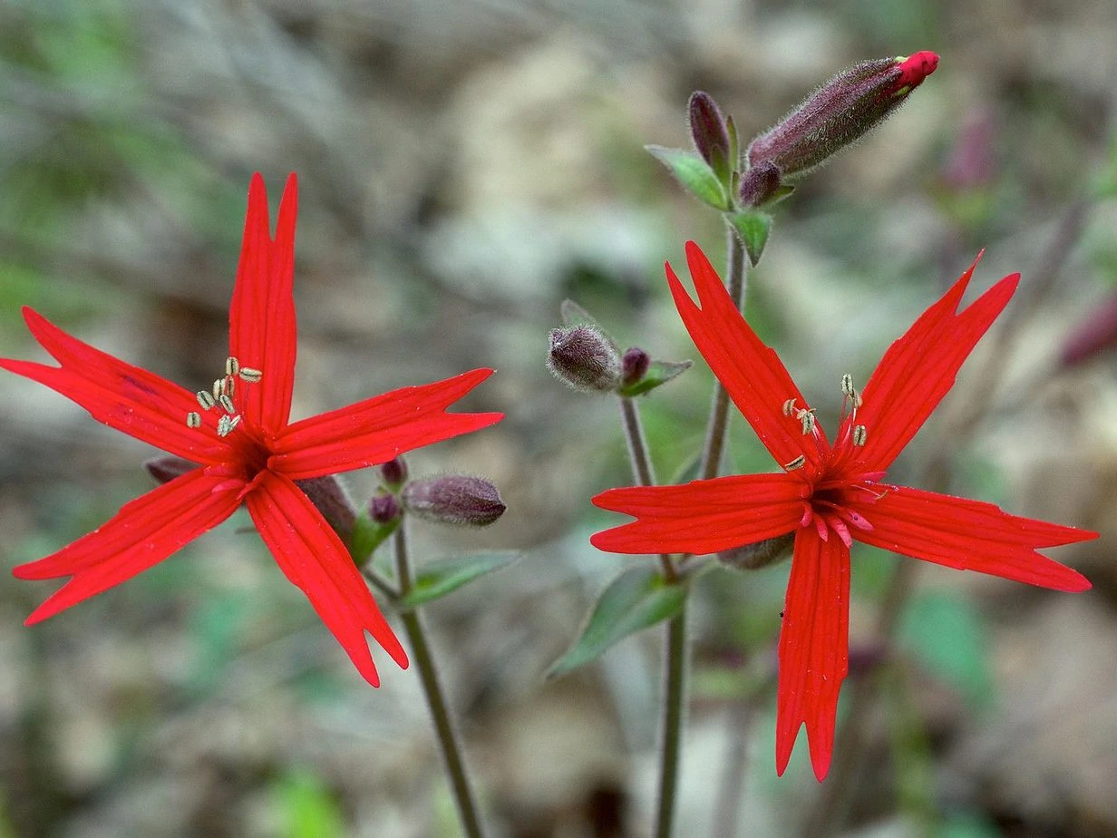 Fire Pink flower