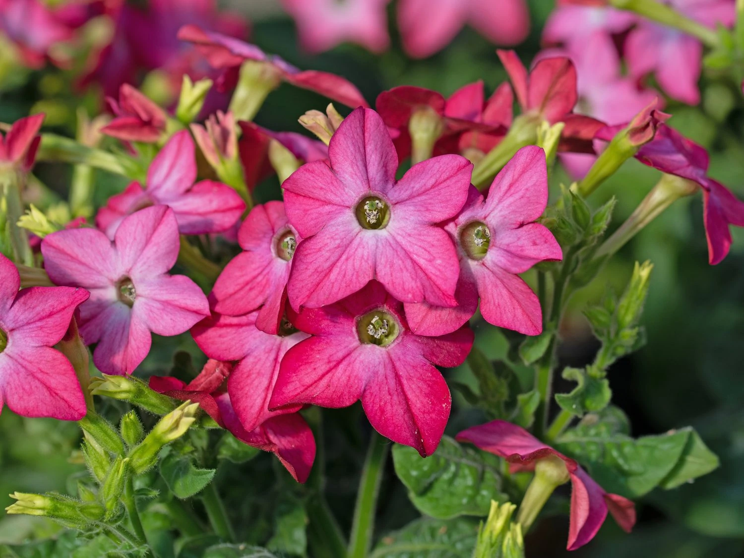 tobacco plant, Nicotiana