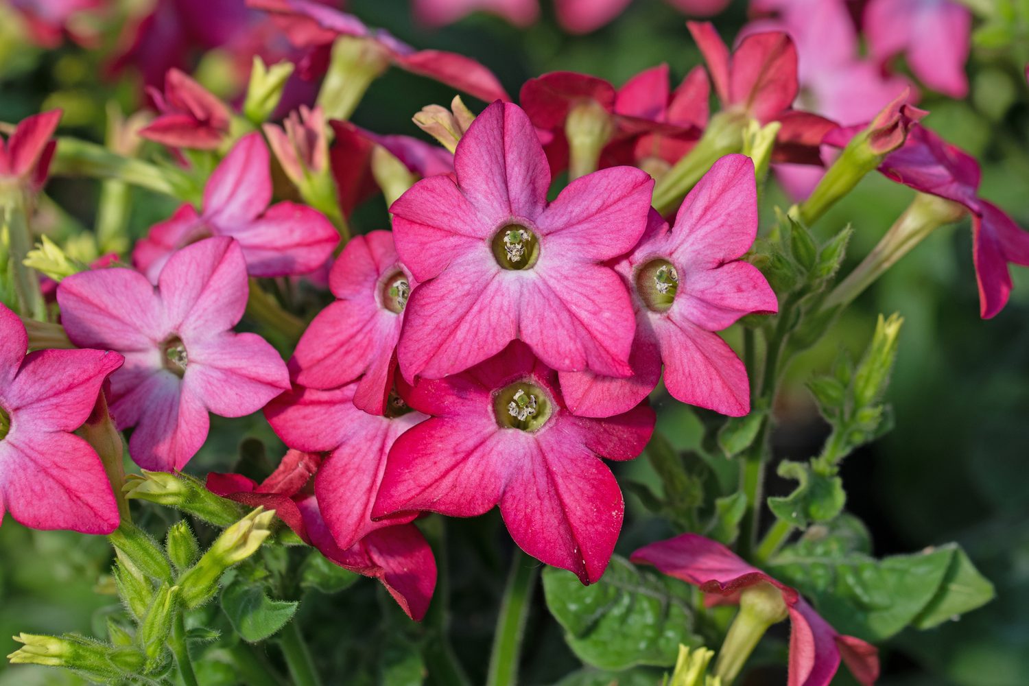 tobacco plant, Nicotiana