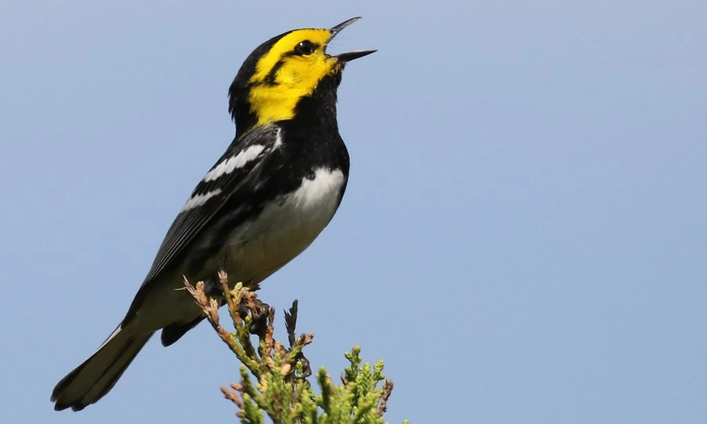 Golden-cheeked Warbler