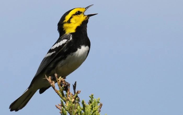 13 Easy To Identify Warblers’ Songs (Audio/Video Guide)