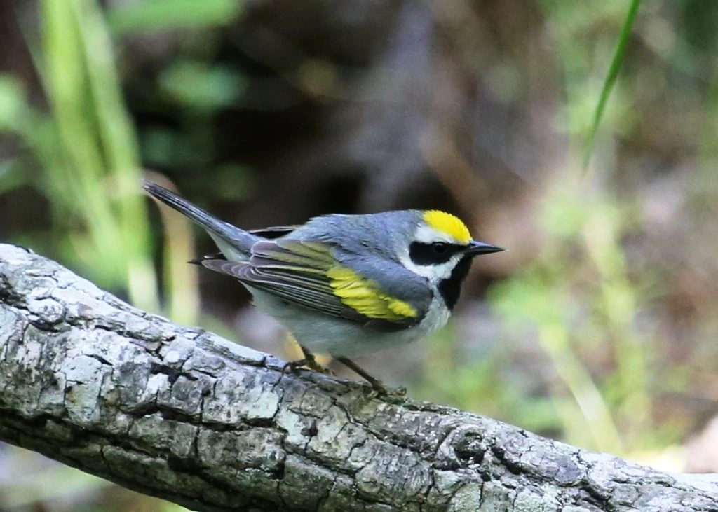 Golden-winged Warbler