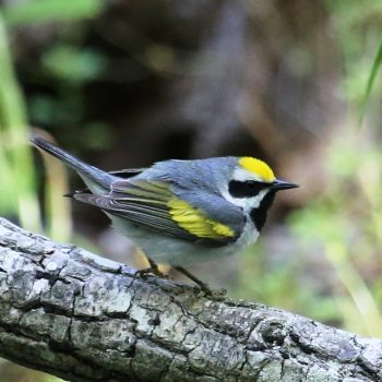 Golden-winged Warbler