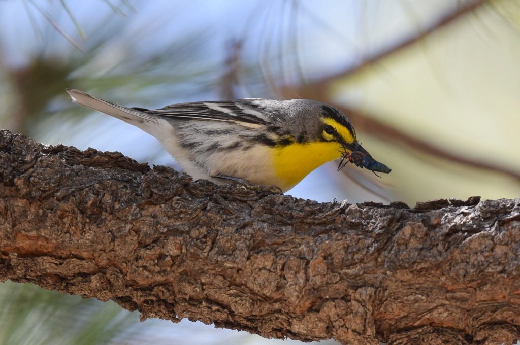 Grace’s Warblers