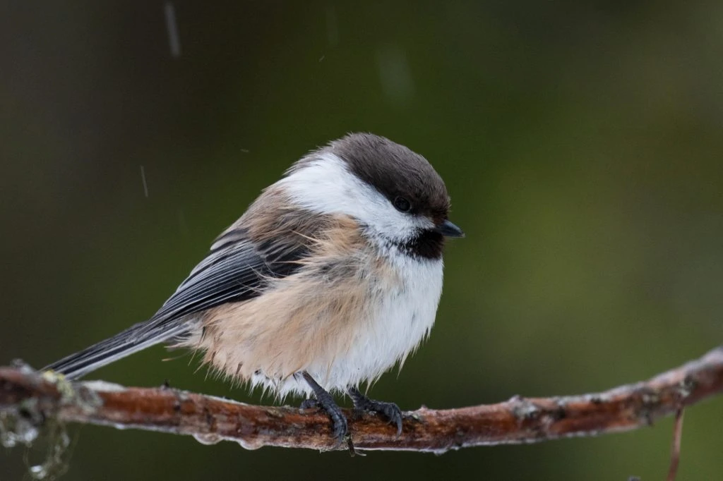Grey-headed Chickadee