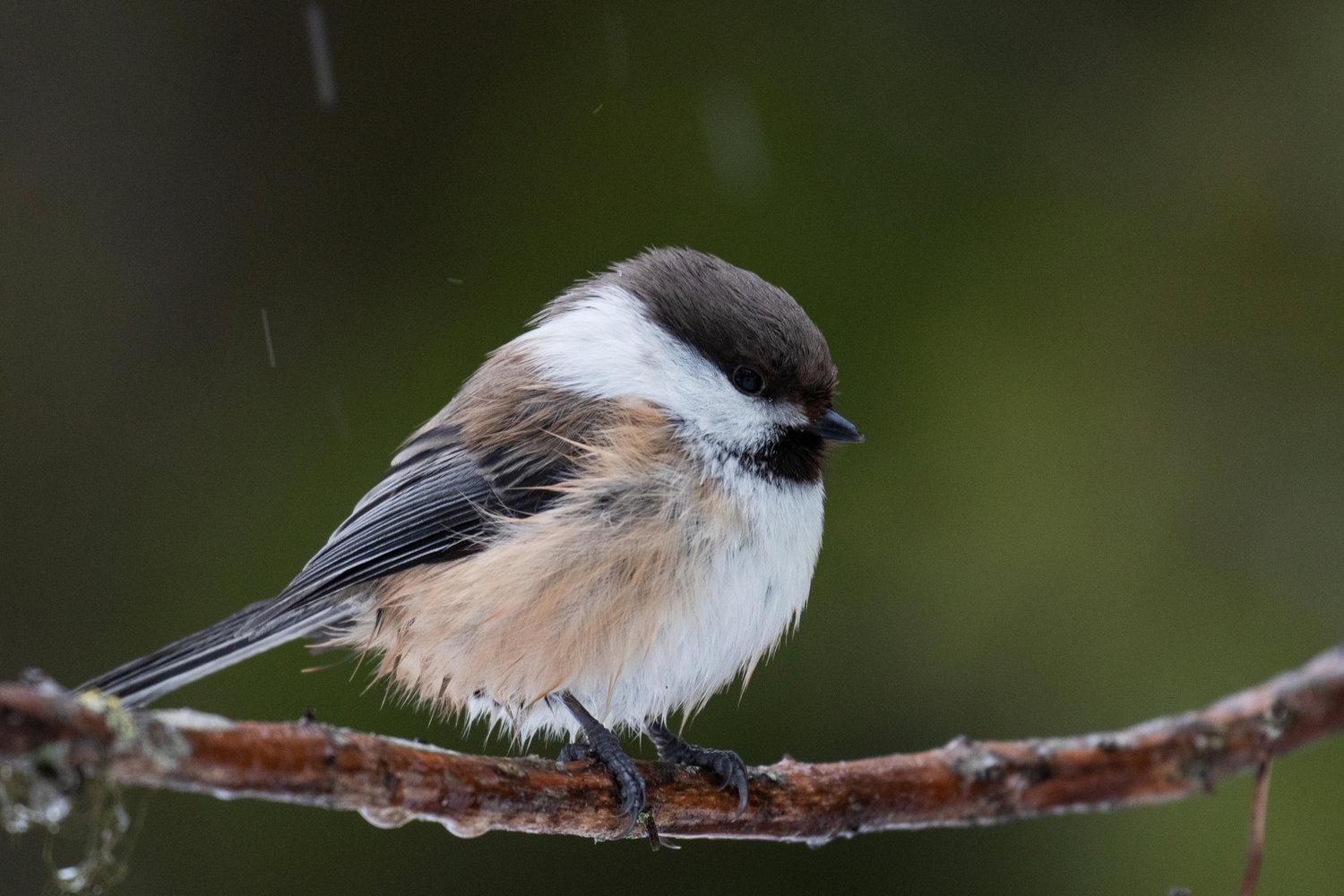 Grey-headed Chickadee