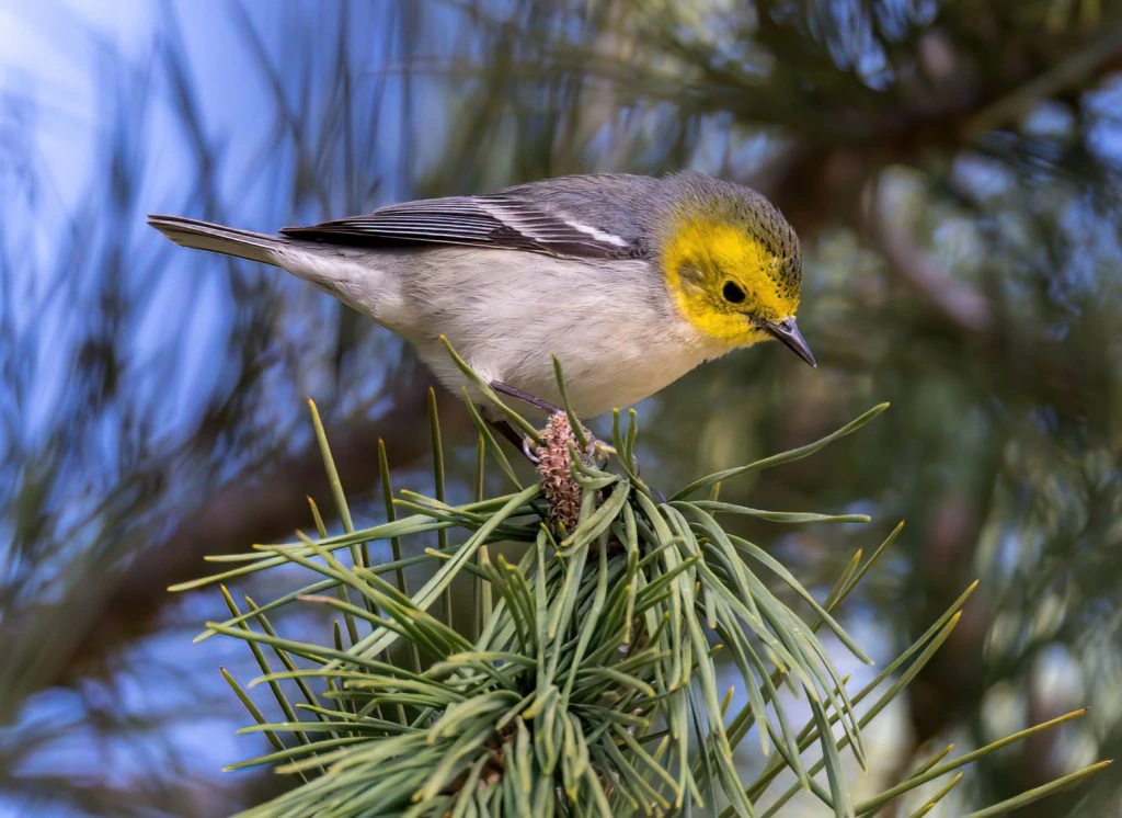 Hermit Warbler