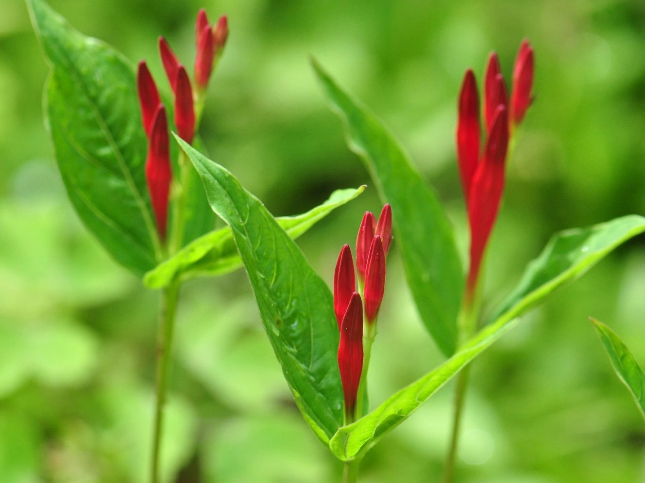 Indian Pink flower