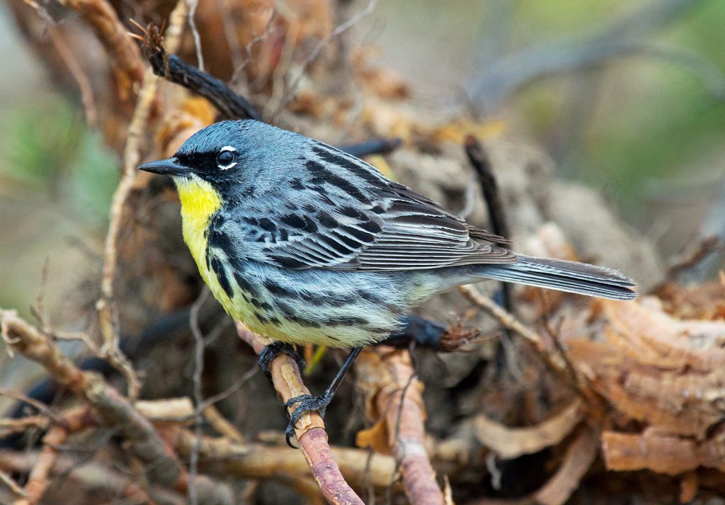 Kirtland's Warbler