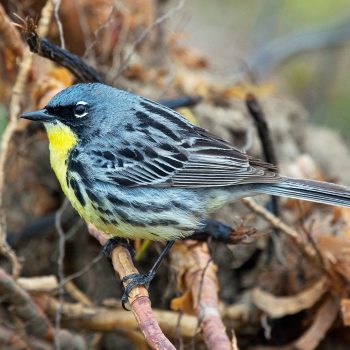 Kirtland’s Warbler